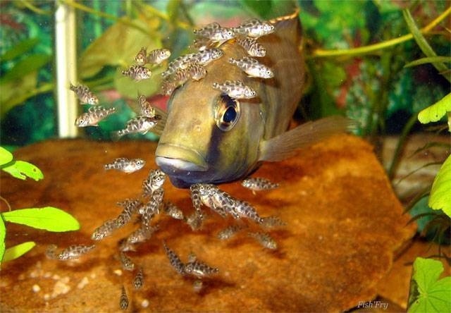  Female Nimbochromis Venustus and her Brood.