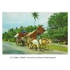 Bullock carts