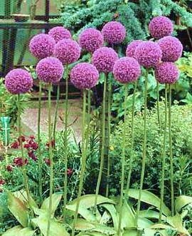  Allium