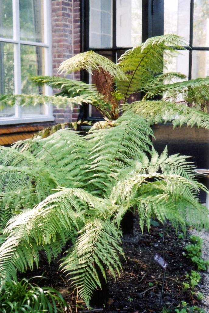  Dicksonia Antarctica Tree Fern