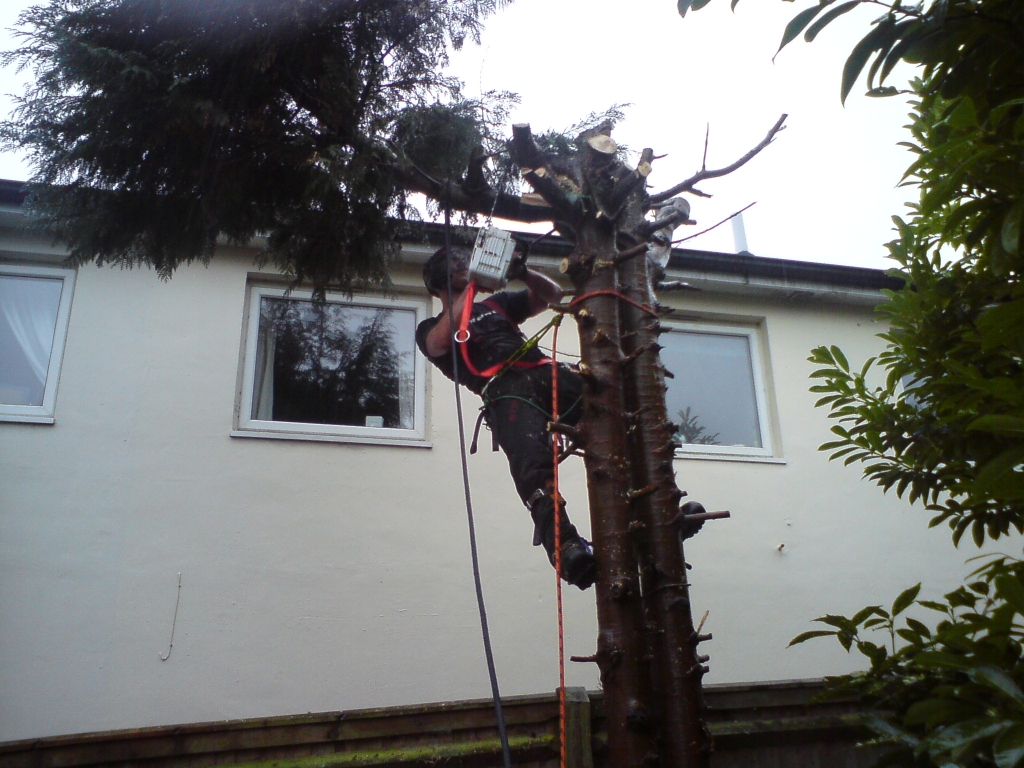 Tree removal