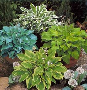  Hosta's