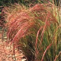  Phesant Tail Grass