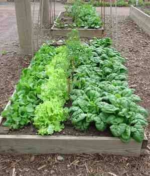 Raised Veg Bed