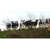 Band of Mothers - our nosey neighbours!