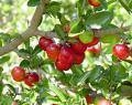 Acerola Cherry