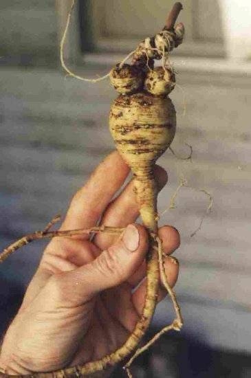  Ginseng Image