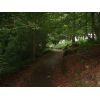 The Den Wood