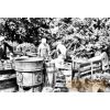 Dipping the sheep at the dipper,1930s