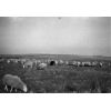 Flock of sheep