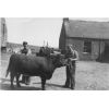 Ian and Robbie Wisely with a shorthorn bull
