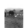 Robbie with a Aberdeen Angus bull