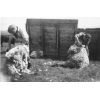 Sheep Shearing
