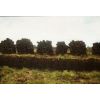 Peats rewalled (three rows of peats built into one)