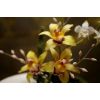 Orchids in floral display