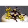 Two colour orchids