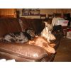 all asleep on sofa