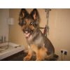 sheba the german shepherd