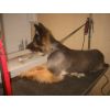sheba