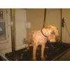 sandy the lakeland terrier
