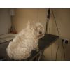 tilly before a groom