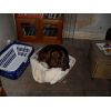 willow in the washing