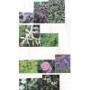 Picture of Plants