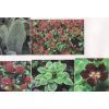 More pics of Plants