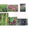 More Plants