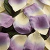 Paper Rose Petals
