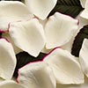Paper Rose Petals