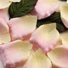 Paper Rose Petals