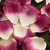 Paper Rose Petals