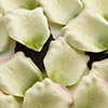 Paper Rose Petals
