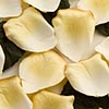 Paper Rose Petals