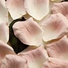 Paper Rose Petals