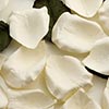 Paper Rose Petals