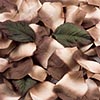 Paper Rose Petals