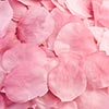 Fabric Rose Petals