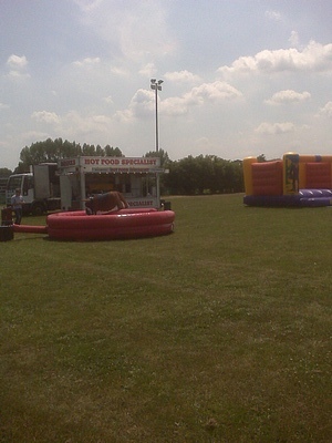rodeo bull, bucking bronco