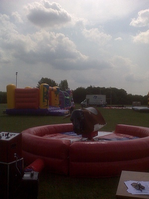 rodeo bull, bucking bronco