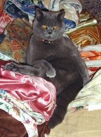 Bernard the cat