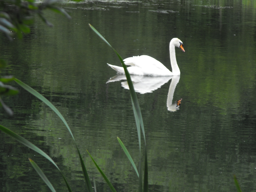 Just Swanning around