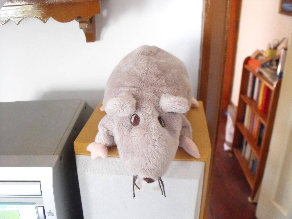 Ship's Rat