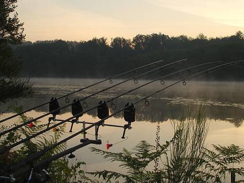 Carp rods
