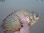 Small carp