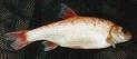 Golden Orfe