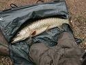 Pike