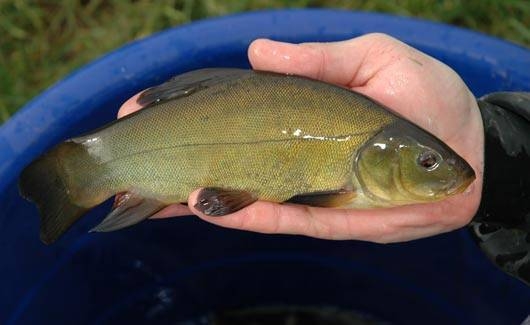 Tench