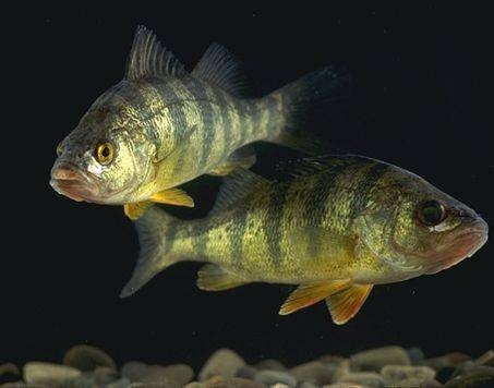  Perch